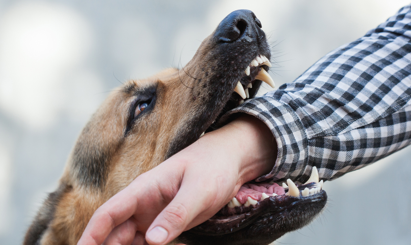 What Are the Laws About Dog Bites in Ontario? 