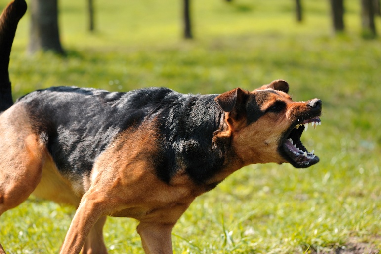 A dog baring its teeth about to bite
